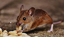 24 Hour & Emergency Exterminators in Elizabethton, TN